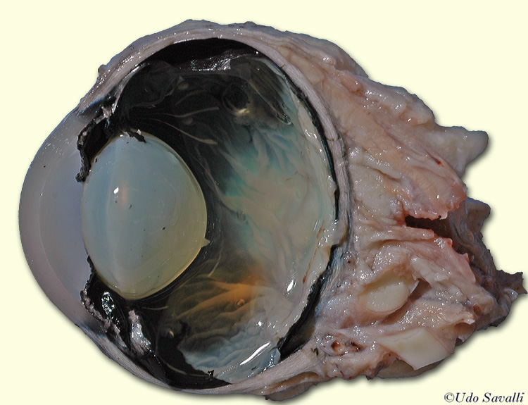 Cow Eye sagitttal section unlabeled