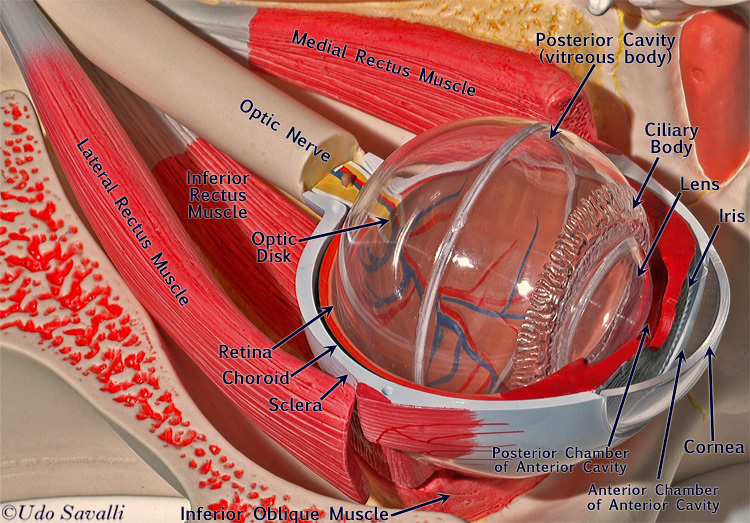 Deep anatomy of eye