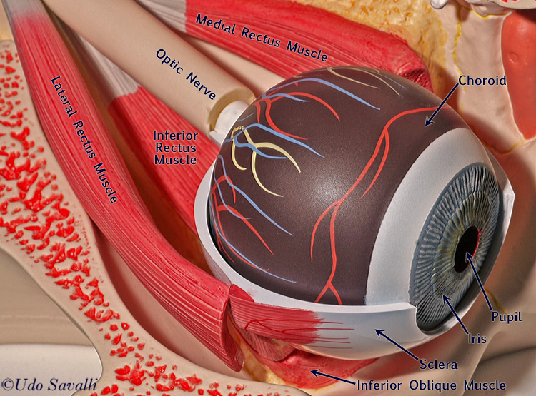 eye models anatomy