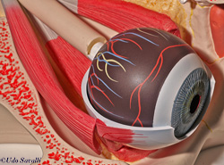 eye model