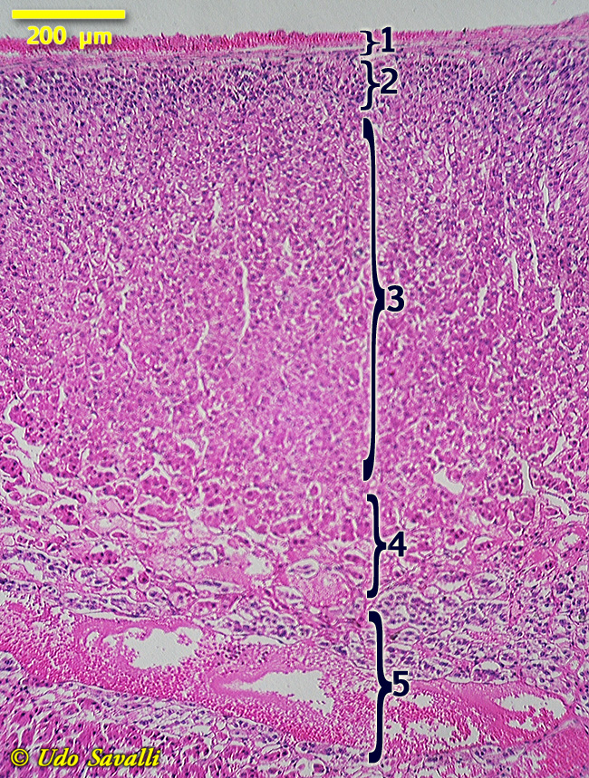 zona glomerulosa