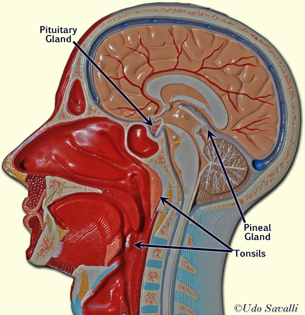 head labeled