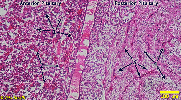 Pituitary Histology