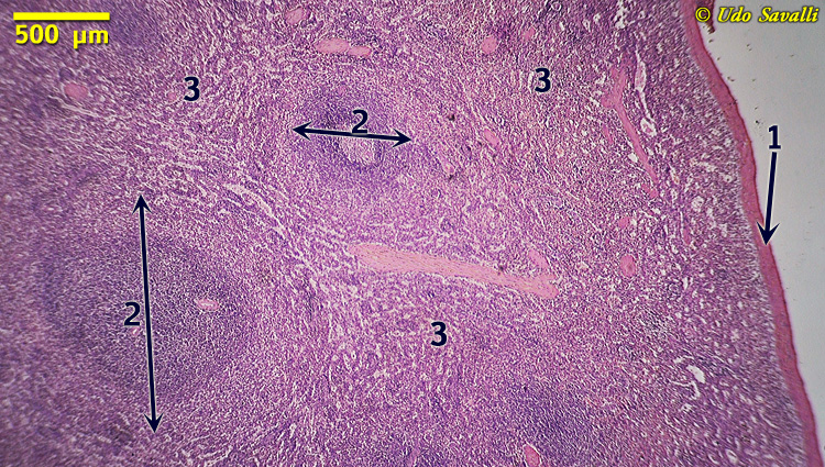 spleen Histology