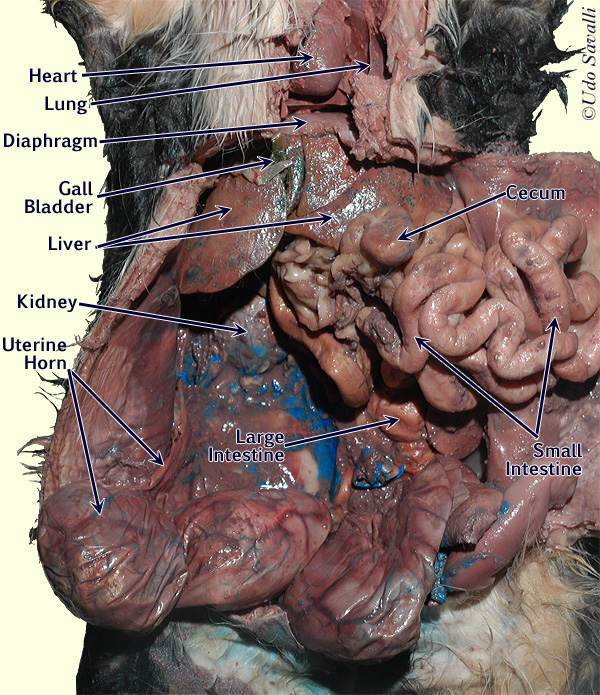 Cat abdomen