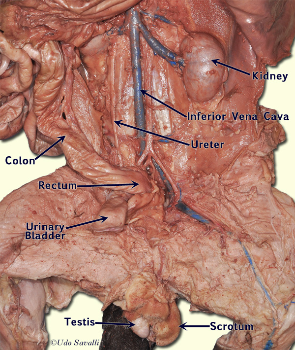 Cat lower abdomen