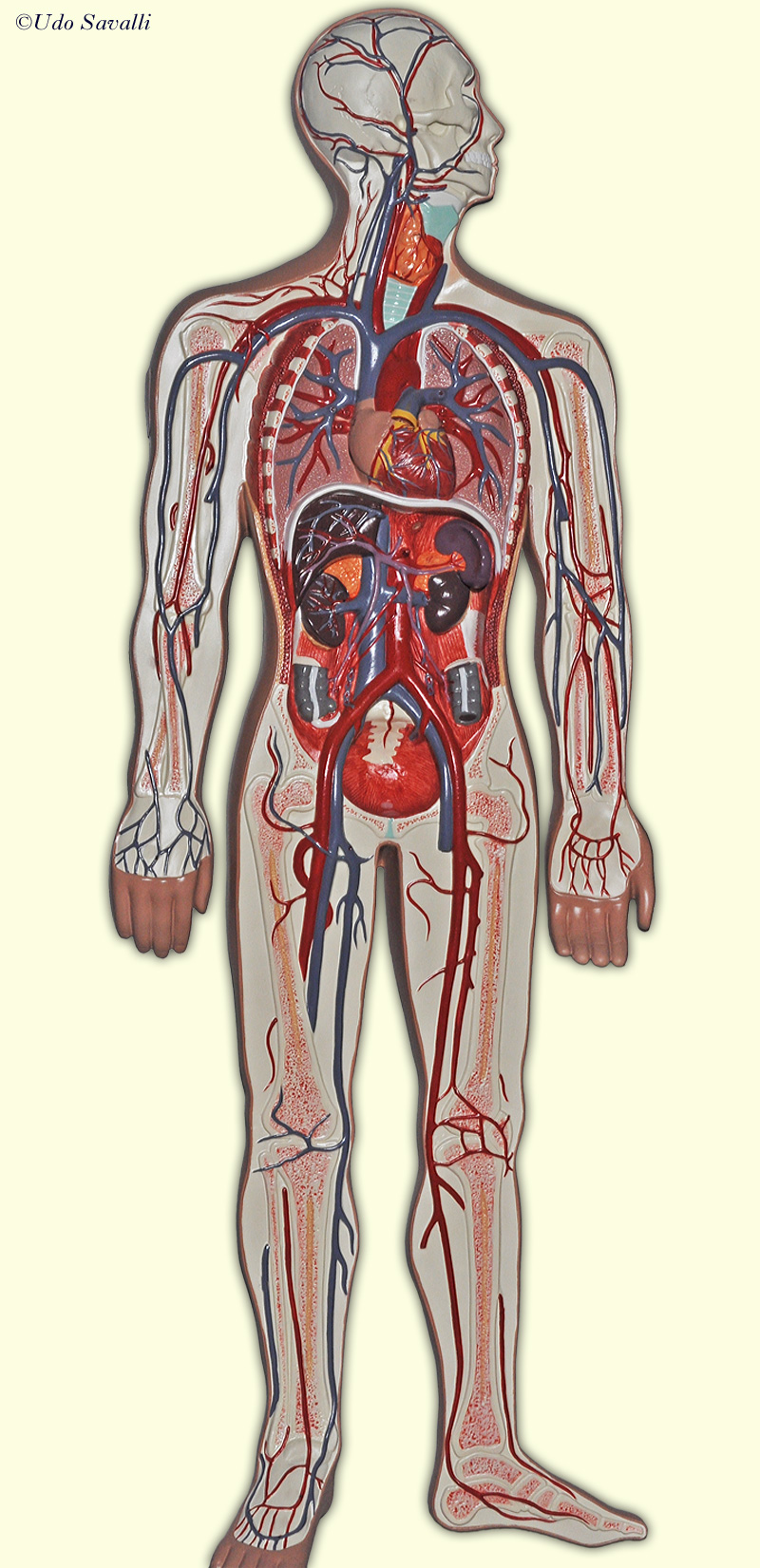 Blood vessel model unlabeled