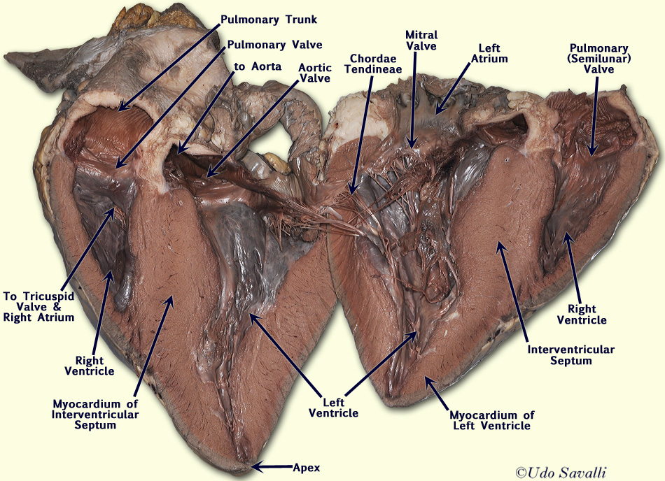 Cow Heart Internal unlabeled