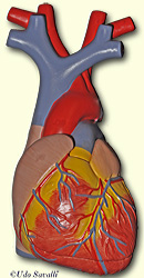 heart model