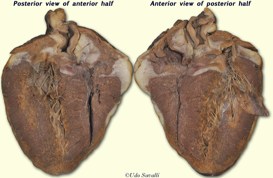 Sheep Heart Internal unlabeled