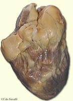 sheep heart