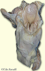 sheep Larynx