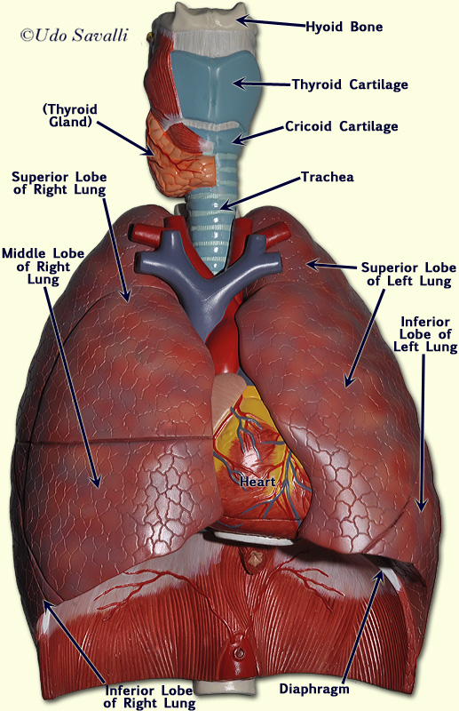 Respiratory model labeled