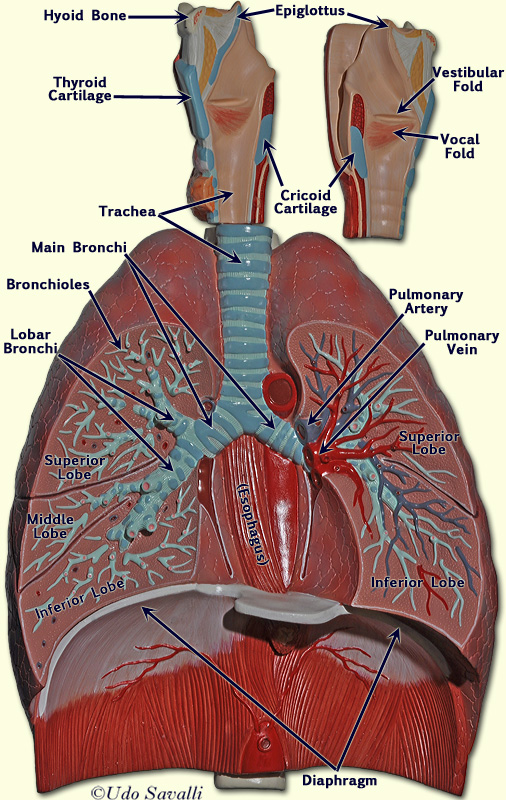 Respiratory model labeled