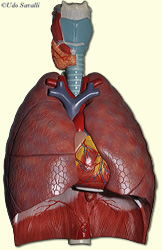 respiratory system models