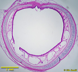 respiratory system histology