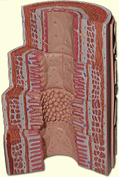 Intestine microstructure model