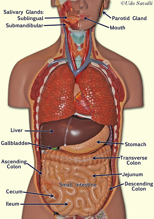 Torso labeled