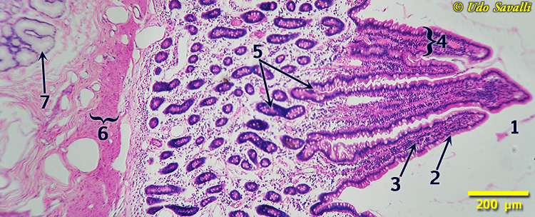 duodenum Histology