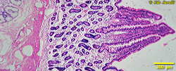 Intestinal histology