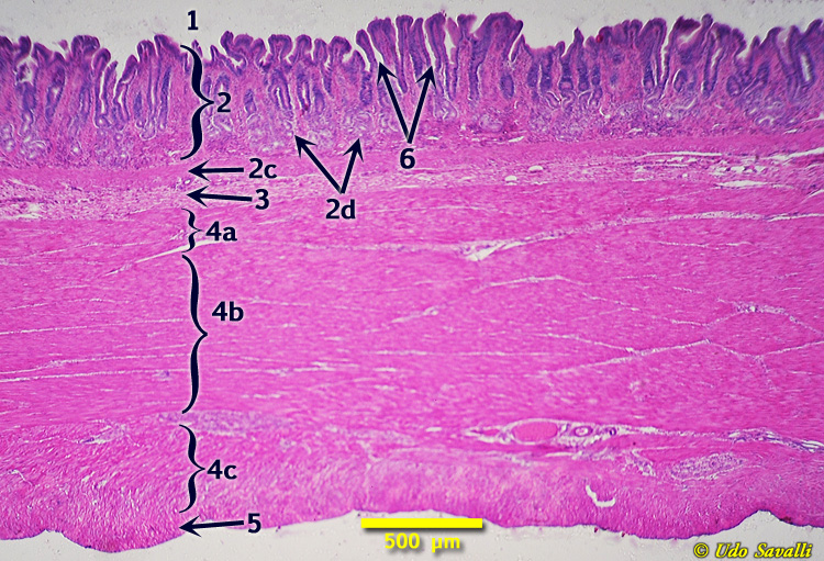 stomach Histology