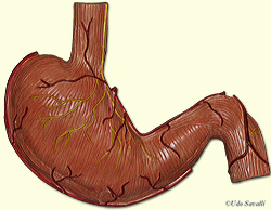 digestive organs