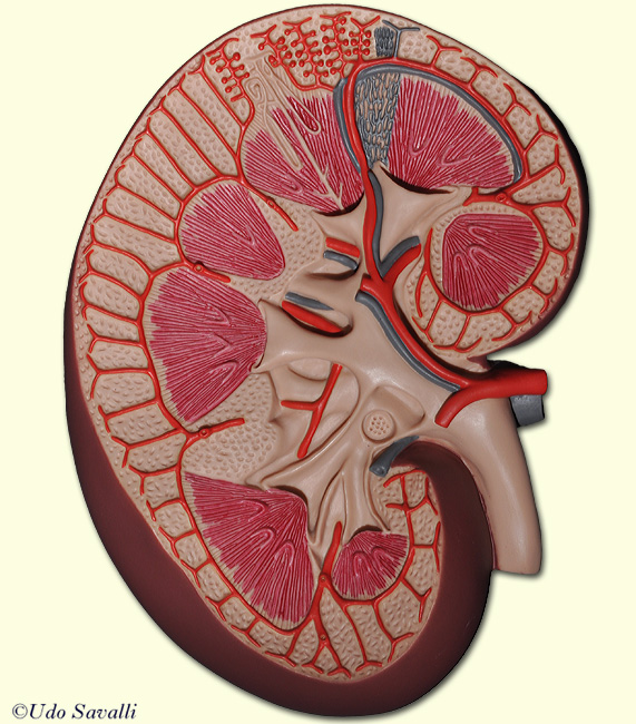 Kidney 2 unlabeled