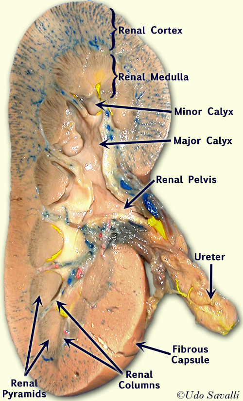 Pig kidney unlabeled