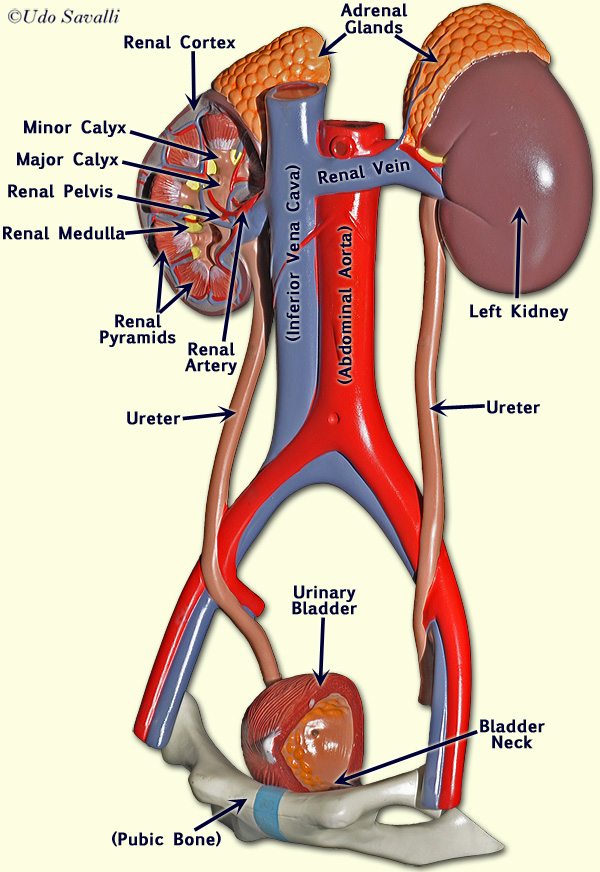 Urinary system unlabeled