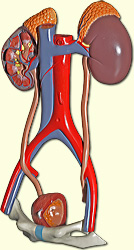 urinary system models