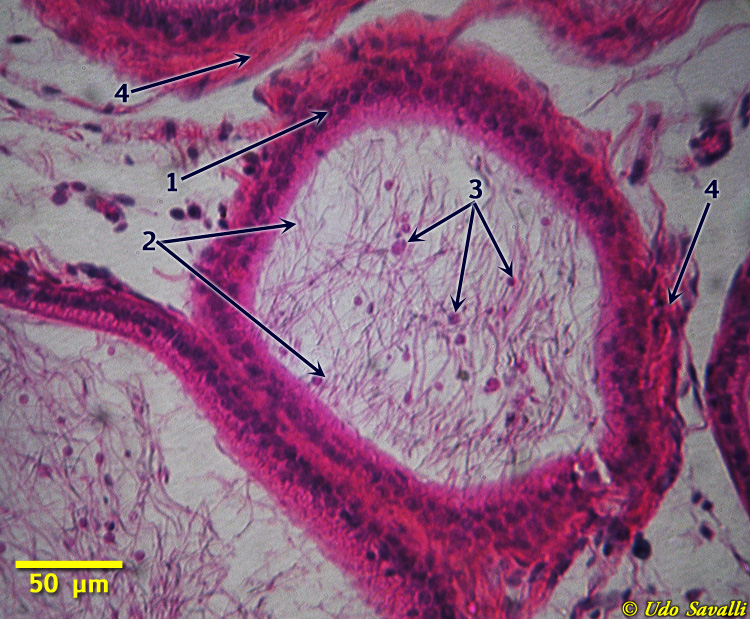 Epididymis Histology