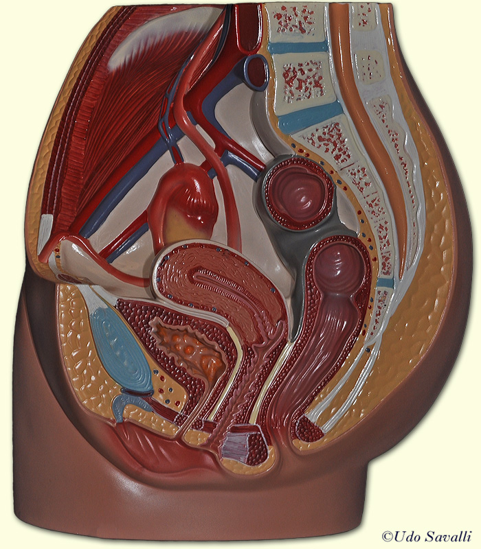 Female pelvis unlabeled