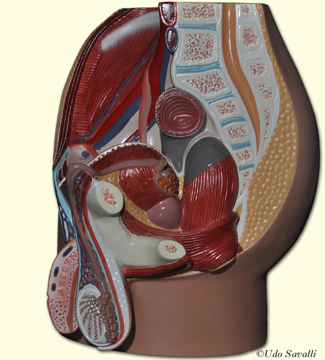 Male pelvis unlabeled