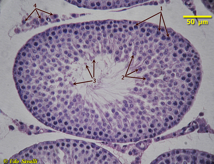 Testes Histology