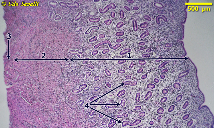 Uterus Histology