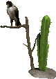 cactus & hawk icon