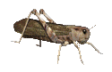 grasshopper icon