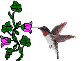 hummingbird icon