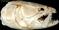 bowfin skull