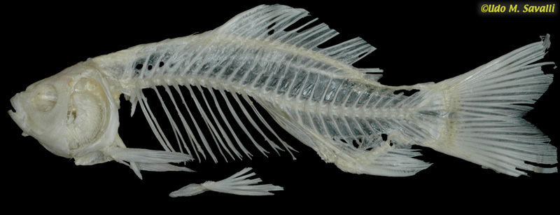 BIO370-Bony Fish Skeleton