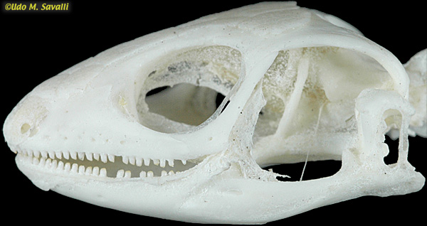 BIO370-Lizard Skull