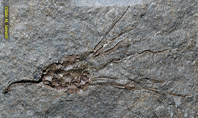 Gogia Fossil