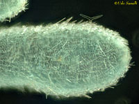 Leucosolenia Sponge higher mag