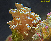 Flowerpot Coral