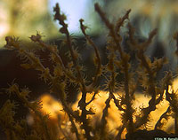 Hydroid Colony