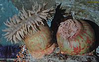 Painted Anemones