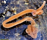 Many-lined Ribbon Worm