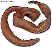 Preserved Ribbonworm