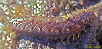 12-Scale Worm