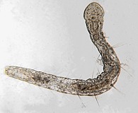Aeolosoma worm